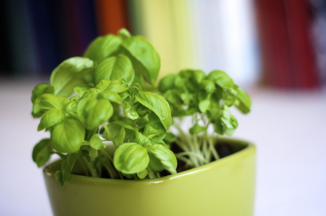 DSC_0053 basil plant