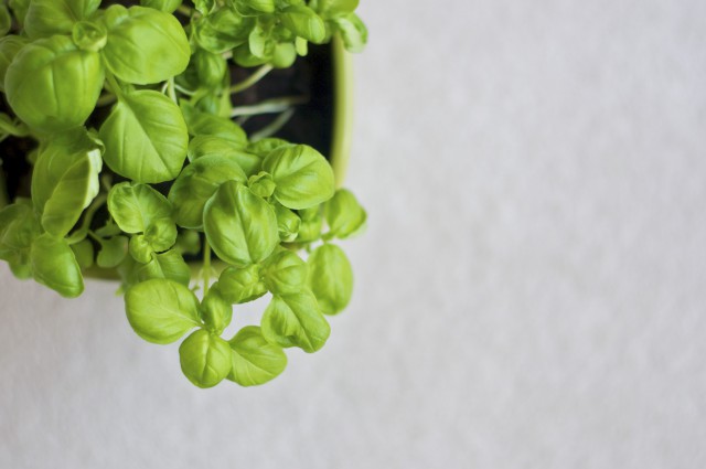 DSC_0054 Growing Basil